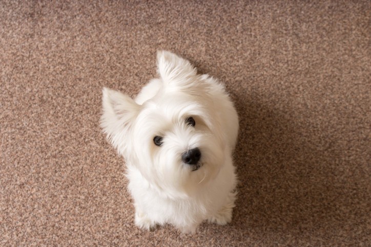 Odor removal by JE Carpet LLC